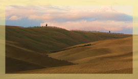 orcia